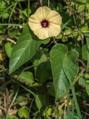 Hewittia malabarica image