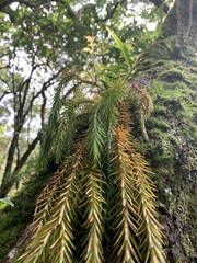 Phlegmariurus dacrydioides