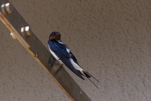 Barn Swallow