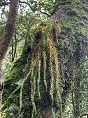 Phlegmariurus dacrydioides