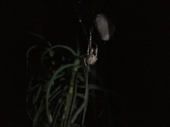 Caerostris sexcuspidata