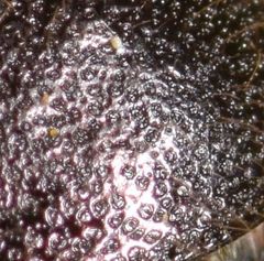 Blitopertha lineolata vanensis