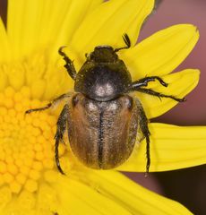 Blitopertha lineolata vanensis