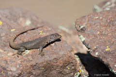 Liolaemus austromendocinus