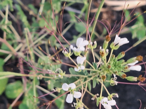 Cleome, 2026-06-18