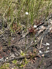 author not stated, no rights reserved Eriocaulon compressum, photograph author not stated, no rights reserved