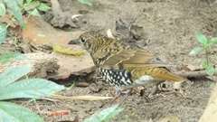 Zoothera neilgherriensis