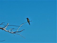 Merops superciliosus