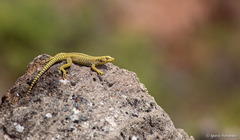 Liolaemus gununakuna