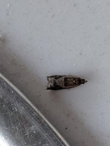 Holly Tortrix, Nieuwe Niedorp, De Meet, 1733 AZ Nieuwe Niedorp, Nederland, photo 6 of 10