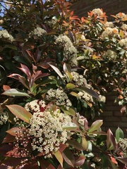 Photinia × fraseri