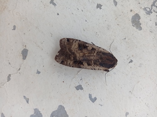 Large Yellow Underwing
