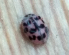 Oenopia conglobata