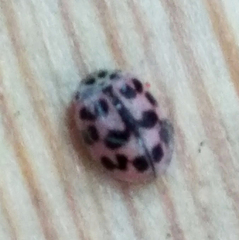 Oenopia conglobata