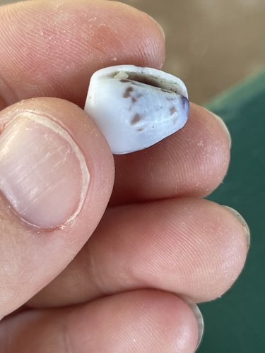 Conus sponsalis observed 2026-06-19