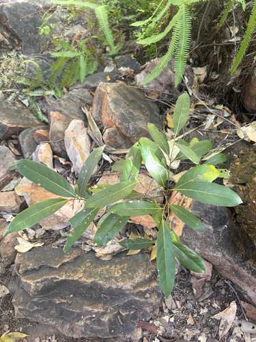 Cryptocarya cunninghamii observed 2026-06-14