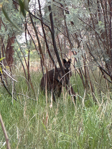 Swamp Wallaby