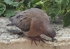 Zenaida auriculata