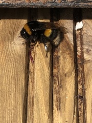 Bombus terrestris