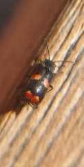 Anthocomus fasciatus