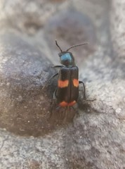 Anthocomus fasciatus