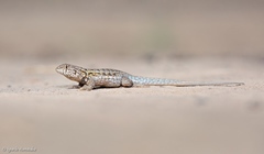 Liolaemus grosseorum