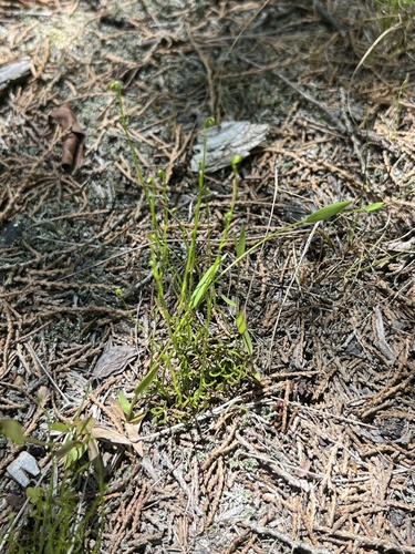 Schizaea pusilla, photograph 4