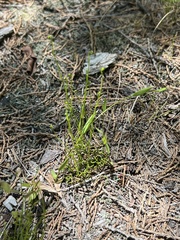 Schizaea pusilla, photograph author not stated, no rights reserved