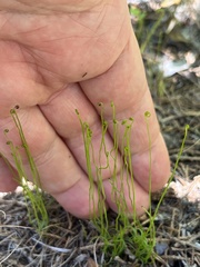 Schizaea pusilla, photograph author not stated, no rights reserved
