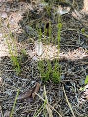 Schizaea pusilla, photograph author not stated, no rights reserved