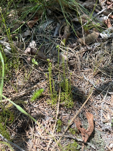 Schizaea pusilla, photograph 6