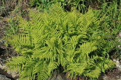 Athyrium brevifrons