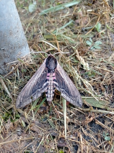 Privet Hawkmoth