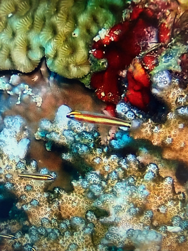Eviota bifasciata observed 2026-05-09