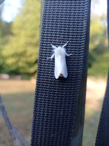 Brown-tail Moth
