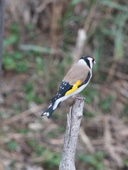 Carduelis carduelis