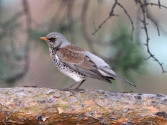 Turdus pilaris