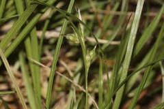 Carex rossii
