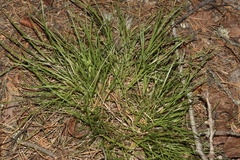 Carex rossii, photograph (c) Dustin Snider, some rights reserved (CC BY)