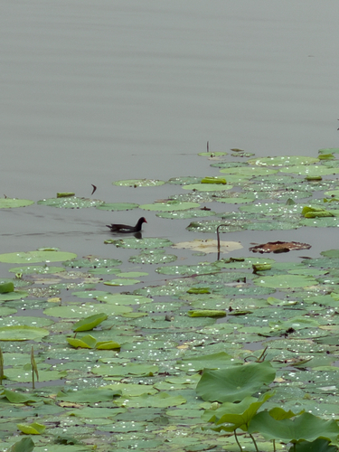 Eurasian Common Moorhen
