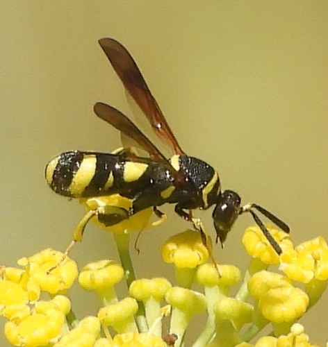 Leucospis dorsigera