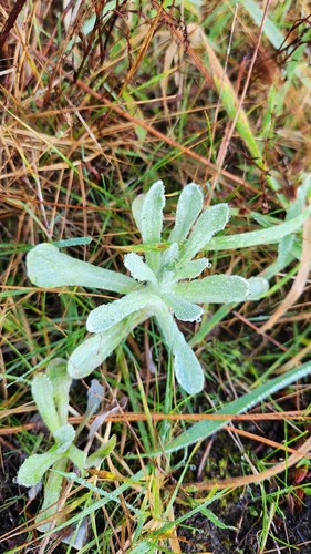 Helichrysum luteoalbum observed 2026-06-19