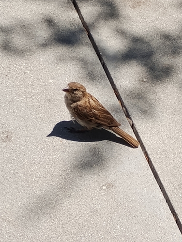 House Sparrow