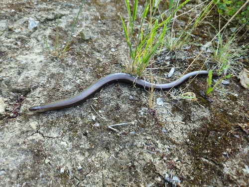 Common Slowworm
