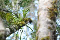 Polystachya ottoniana