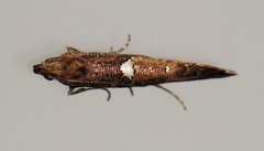 Acrolepiopsis