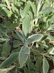 Stachys byzantina