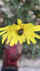 Anthaxia hungarica