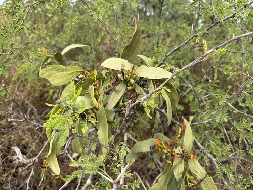 orange mistletoe