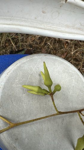 Forest red gum